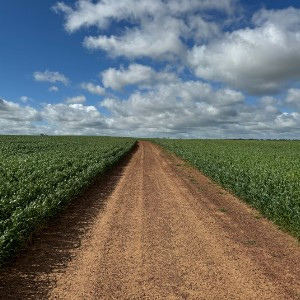 Wheatbelt Wanderers 2025